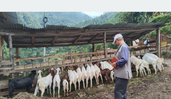 परम्परागत शैलीलाई व्यावसायिकतामा ढाल्दै किसान