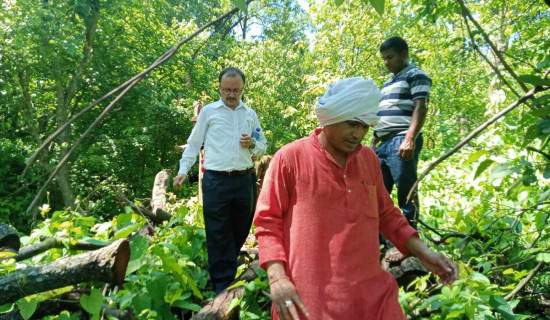 रातोपानी सामुदायिक वन फँडानीबारे छानबिन गर्न समिति गठन