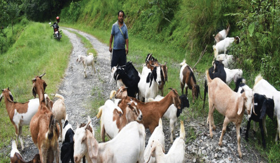 बाख्रा चराउँदै पूर्वकमान्डर