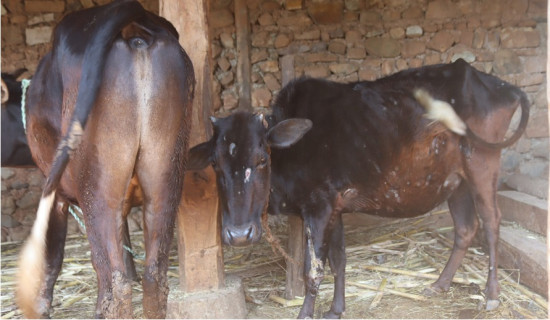 लम्पी स्किन महामारीका कारण चाँगुनारायणमा ८० प्रतिशत पशु सङ्क्रमित