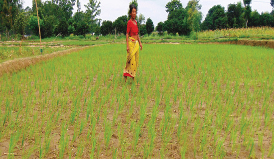 खडेरीले तराईका किसान मारमा