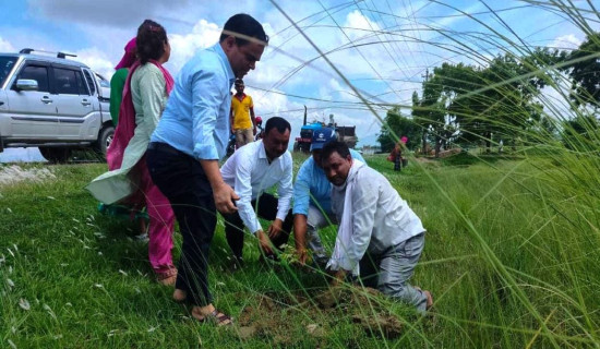 सौन्दर्यीकरणका लागि वृक्षरोपण
