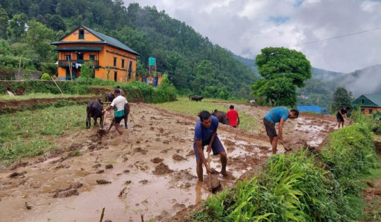 खोटाङमा ५० प्रतिशत मात्रै रोपाइँ