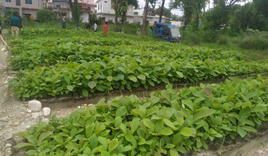 वन कार्यालय बाँकेमा साढे ४ लाख  बिरुवा उत्पादन