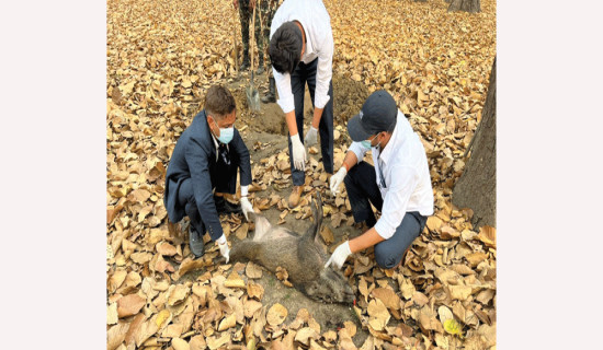 अफ्रिकन स्वाइन फिभर बँदेलमा