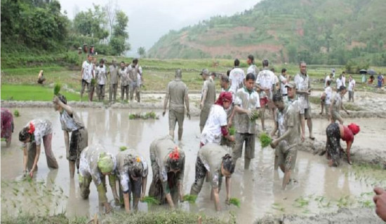 रामेछापमा अझै हुन सकेन धान रोपाइँ, खडेरीले बाली सुक्यो