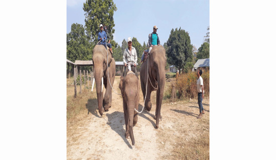 हात्तीको पनि तोकिन्छ दरबन्दी