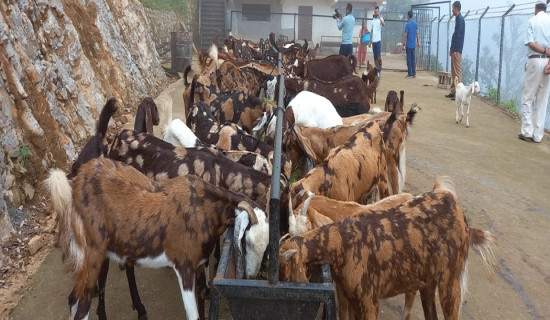 ग्वाल्लेकमा खुल्यो बाख्रा फार्म