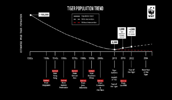 विश्व बाघ दिवस : बाघको सङ्ख्या बढेर तेब्बर, व्यवस्थापनमा चुनौती