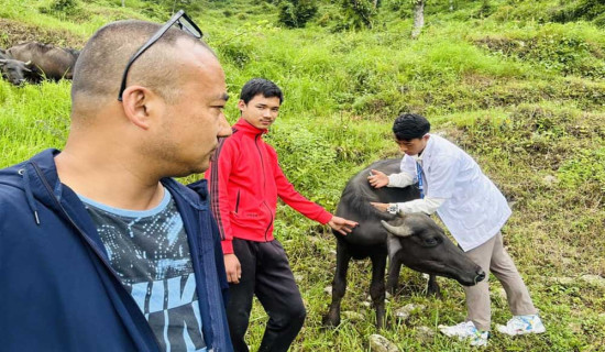 ताप्लेजुङमा लम्पी स्किनले दुई सय बढी पशुचौपाया मरे