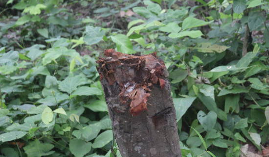 सागरनाथ वन विकास परियोजनाभित्र काठ तस्करी बढ्दो