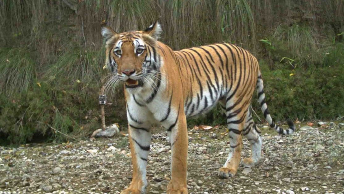 बाघको सङ्ख्या बढेसंँगै पर्यटक पनि बढे