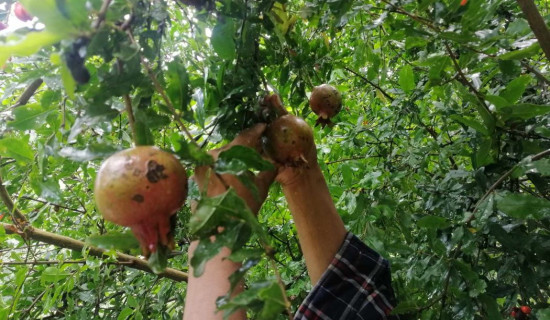 हिमाली जिल्लामा पनि फल्यो अनार