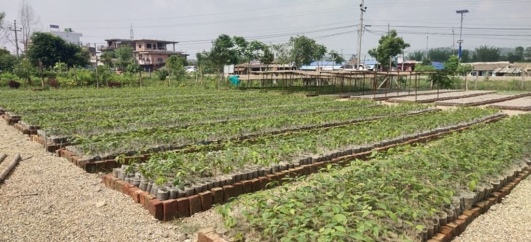 मधेश प्रदेशमा पन्ध्र लाख बिरुवा निःशुल्क वितरण गरिँदै