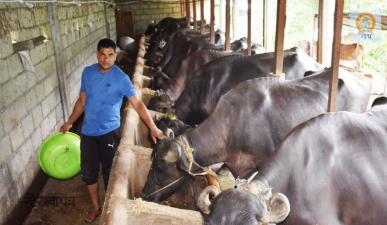 मलेसिया नफापेका कृष्णप्रसादको गाउँमै दूध विक्री गरेर दुई लाख आम्दानी