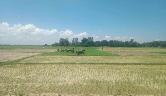 धानखेतमा गाईबस्तु चर्दै