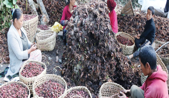 दोब्बरले बढ्यो अलैँची निर्यात