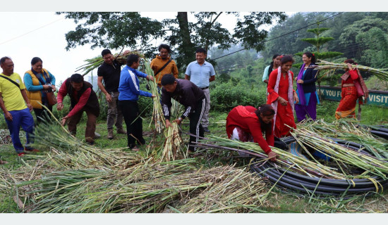 तलब खर्च गरेर नगर उपप्रमुखले बाँडे निःशुल्क घाँसको बिरुवा