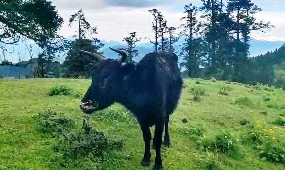 लम्पी स्किनले गोठ रित्तिँदै, खेत बाँझै