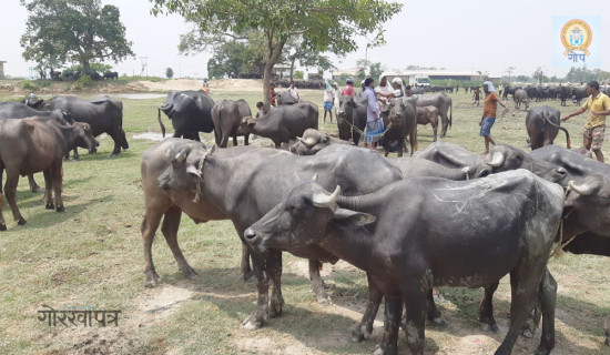 प्रभावहीन बन्यो पाडा प्रवर्द्धन कार्यक्रम