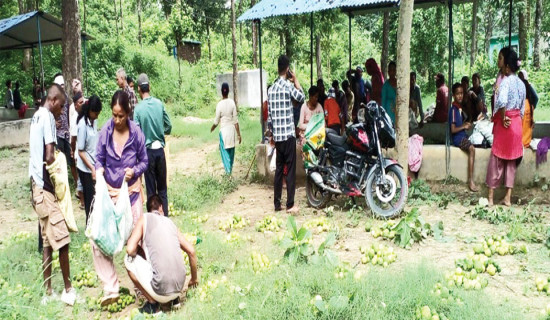 सामुदायिक वनमा कागती खेती