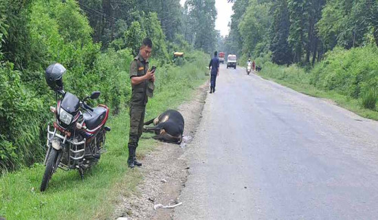 पूर्व पश्चिम राजमार्ग : एउटै बसको ठक्करले १० गाई र गोरु मरे
