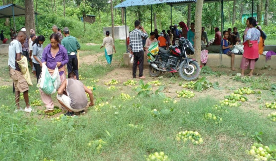 सामुदायिक वनभित्र फलफूल खेती, सदस्यहरूलाई आम्दानी