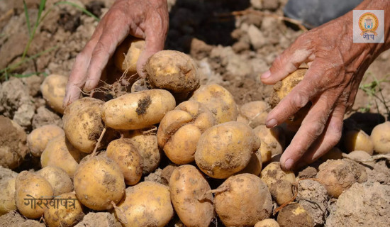 म्याग्दीमा आलु विक्री भएन