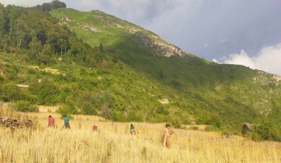 गहुँ भित्र्याउन व्यस्त किसान