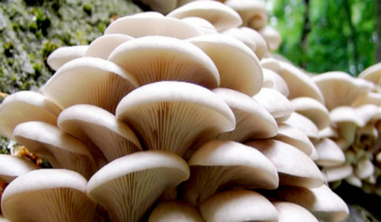 विषालु च्याउ खाँदा एकै परिवारका ७ जना बिरामी