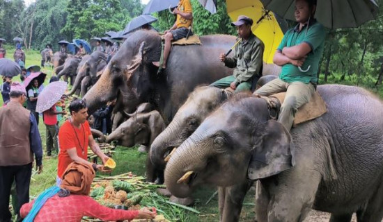 सौराहामा हात्तीलाई वनभोज