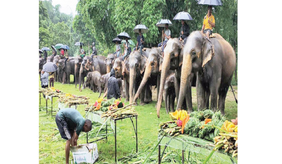 नसर्ने रोगबाट हात्ती जोगाउन चुनौती