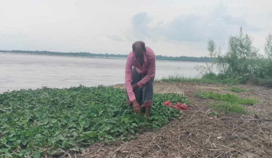 कुतियाकबरमा भारतीयको लोभलाग्दो तरकारी खेती, मनग्य आम्दानी