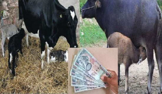 ७५० सुत्केरी पशुलाई भत्ता वितरण