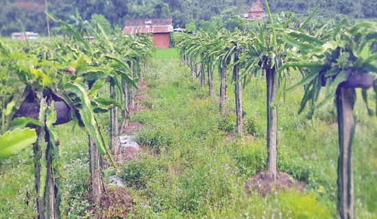 विदेश जान छाडेर ड्र्यागन फ्रुट खेती