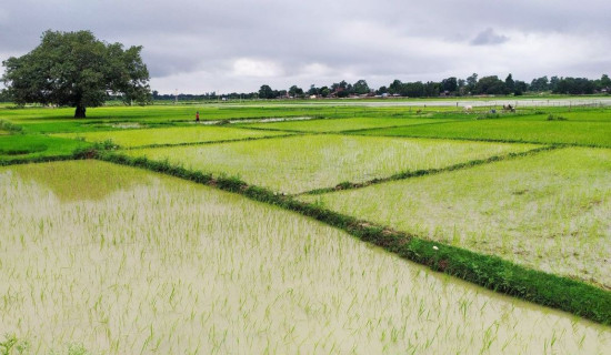 बाँकेमा ९५ प्रतिशत रोपाइँ सम्पन्न