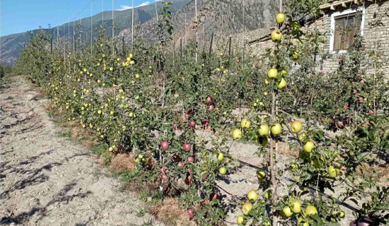 गण्डकीमा स्याउखेती विस्तार