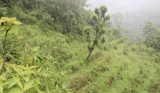 युवाको पलायनले बाझिँदै खेतीयोग्य जमिन