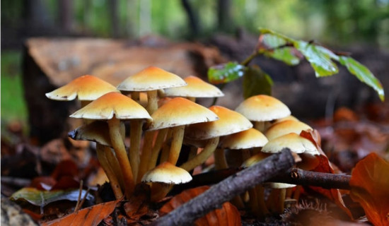 जङ्गली च्याउ खाँदा दुई जनाको मृत्यु