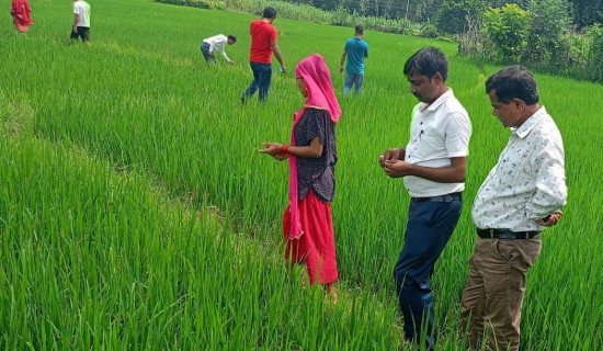 धान बालीमा गबारो किराको प्रकोप