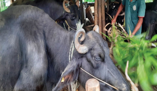 विदेशबाट फर्किएर व्यावसायिक भैँसीपालन