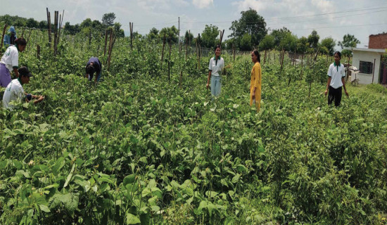 सिक्दै कमाउँदै विद्यार्थी