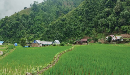 बागमती प्रदेशमा ९३ प्रतिशत रोपाइँ