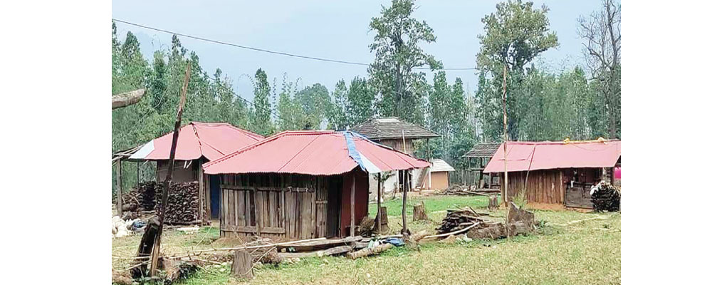 नगरपालिकाको सहयोगमा घरमा जस्तापाता, हटाइयो खरको छाना