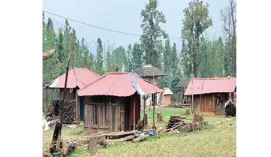 नगरपालिकाको सहयोगमा घरमा जस्तापाता, हटाइयो खरको छाना