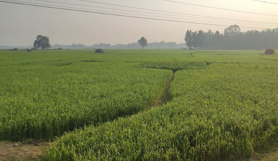 डुडुवा गाउँपालिकाले ९० टन बीउ उत्पादन गर्दै