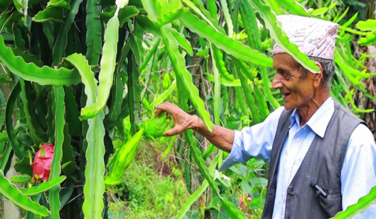 ड्रागन खेतीमा रमाउँदै पूर्व शिक्षक अर्याल