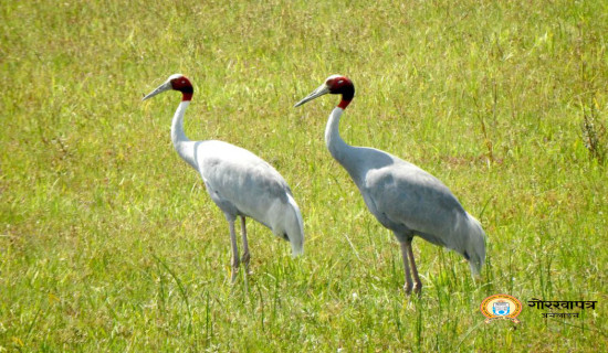 कैलालीमा सारसको सङ्ख्यामा बढोत्तरी