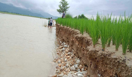कटानको चपेटामा उर्वरभूमि