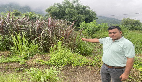 बाँदरले हैरान पारेपछि तनहुँमा घाँस खेती प्रवर्द्धन कार्यक्रम